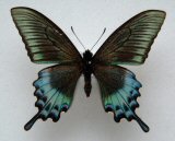Papilio maakii (abberant) North-Japan (Internet Image property of respective owner, non-commercial use only)